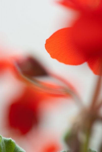 flor