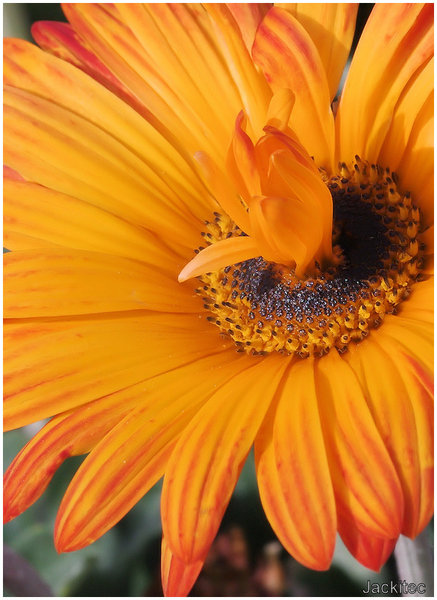 Flower within a Flower