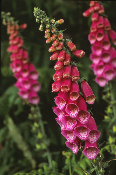 Foxgloves.