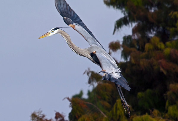 GBH Banking
