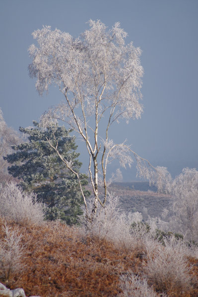 Hoar Frost #1