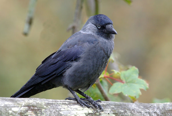 Jackdaw