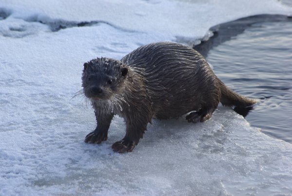 Junior otter 3