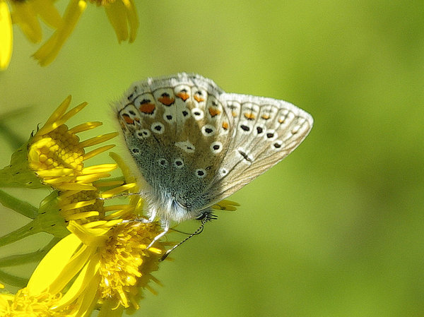 Nectar Time