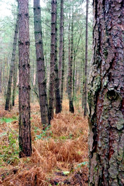Newstead woods
