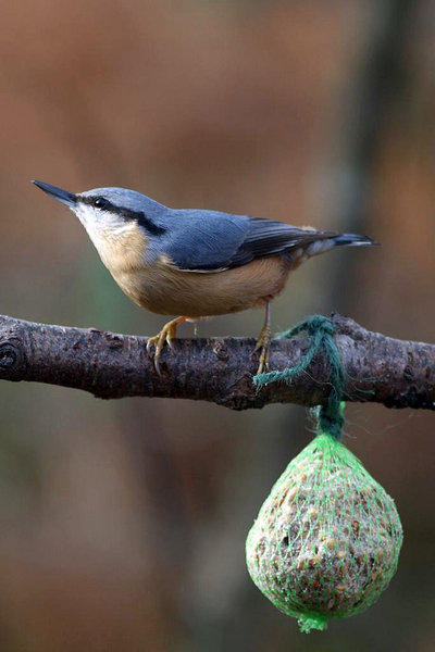 Nuthatch