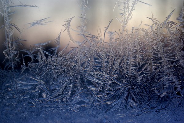 One more shot from my ice flora
