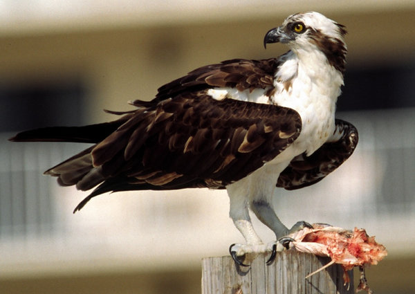 Osprey & Fish