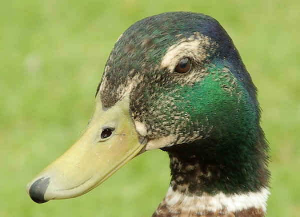 Quack