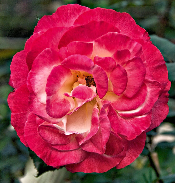 Red Rose 2