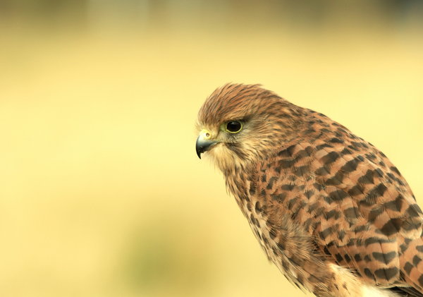 Simply Magnificent Bird