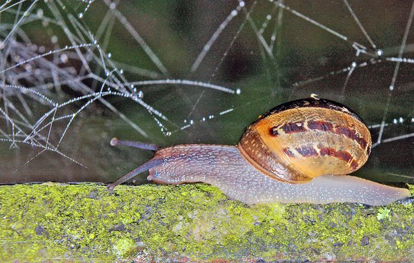 SLOW MOVER