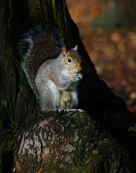 Squirrel