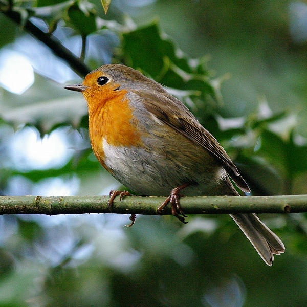 The watcher