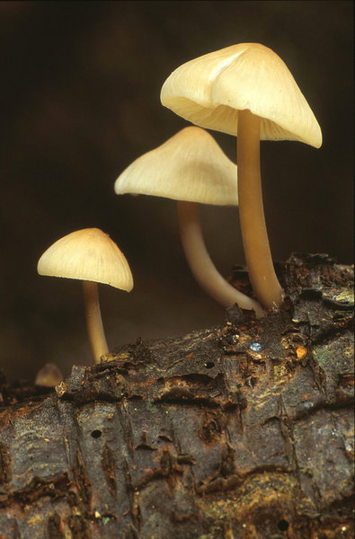 Three little Bellcaps.