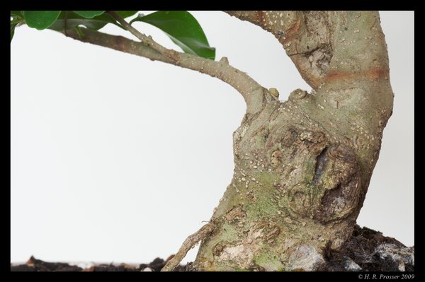 Trunk