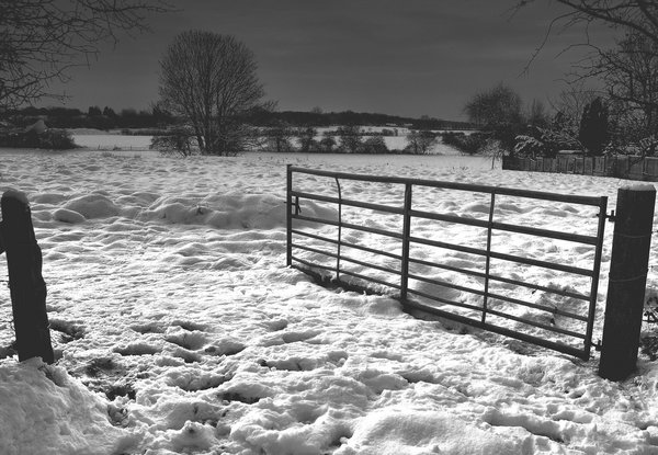 Who left the gate open?