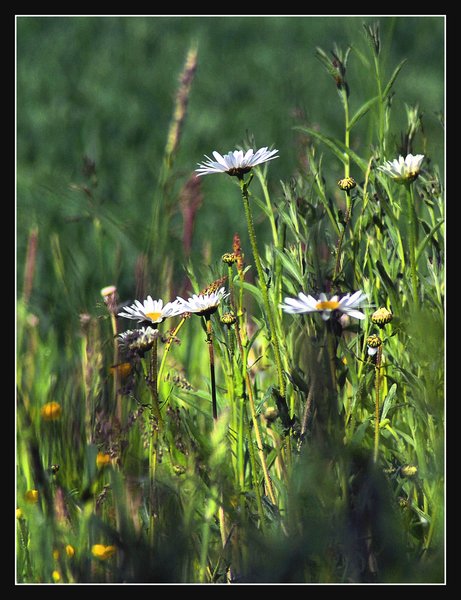 Wild Daisies