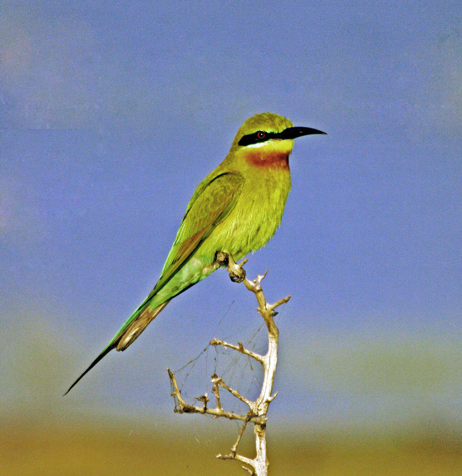 Bee eater