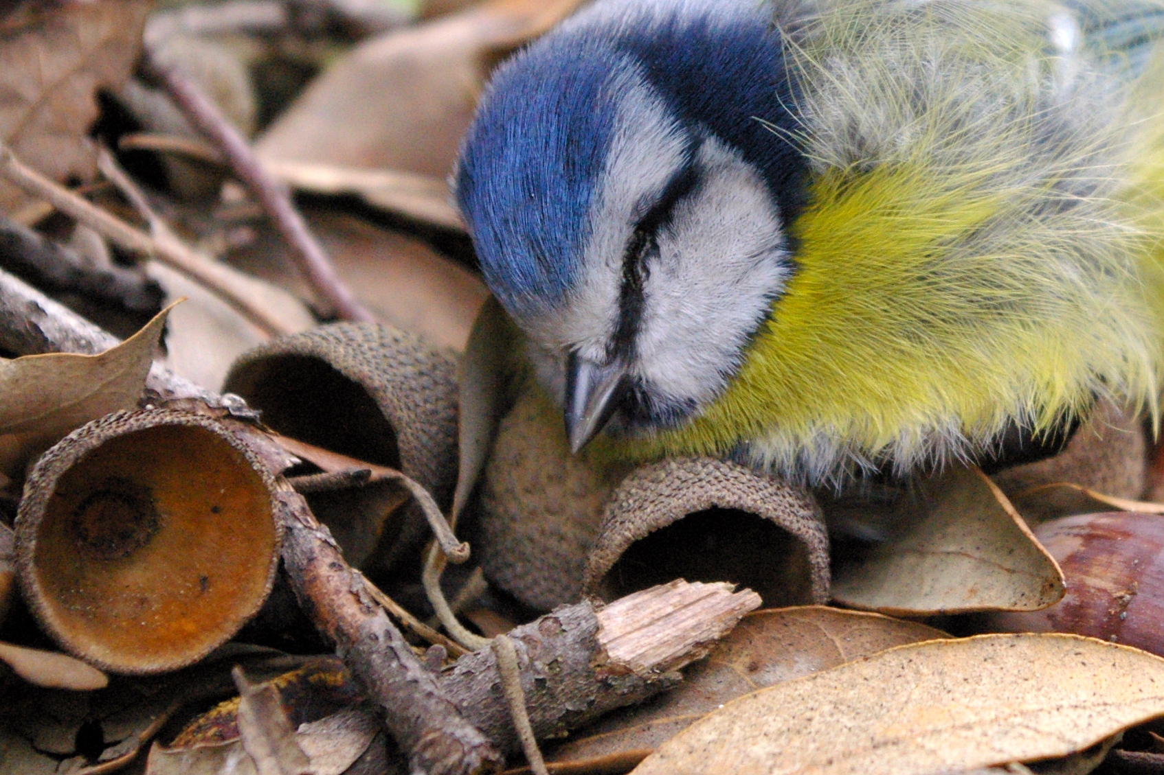 Blue Tit and Acorns - Castel Gandolfo