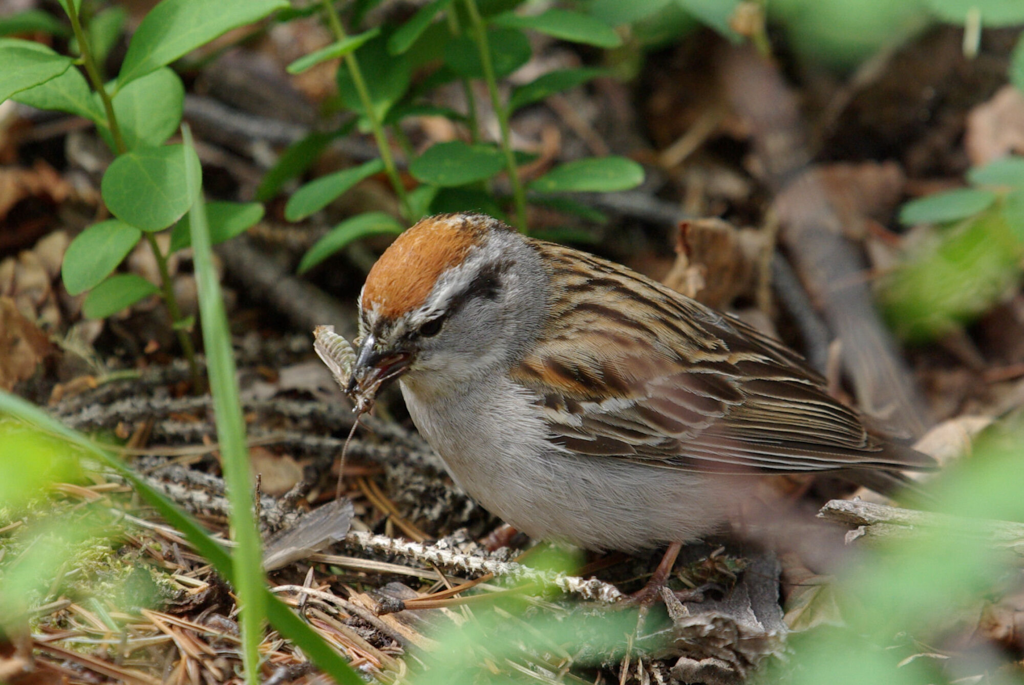 Chipping Sparrow