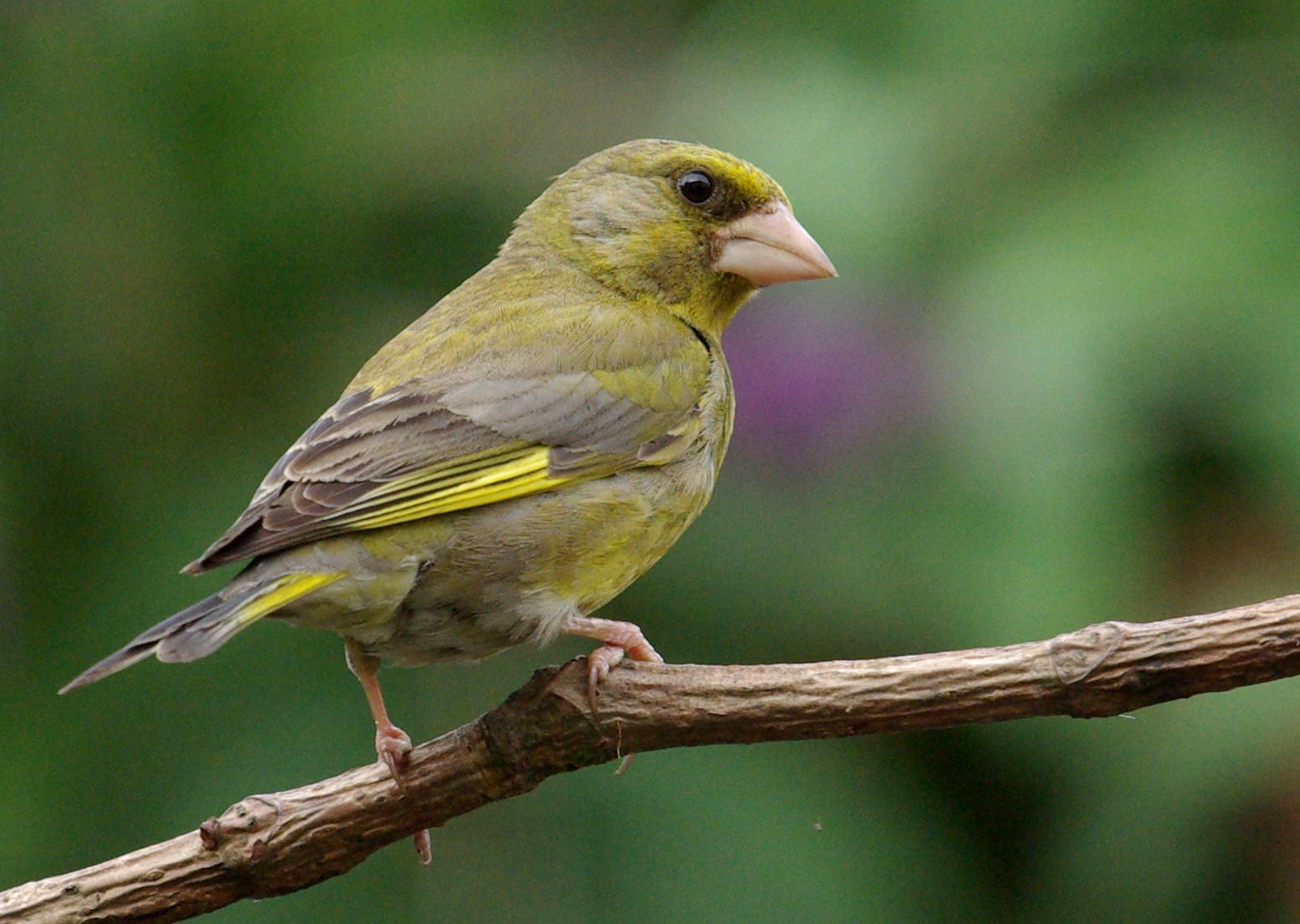 Greenfinch
