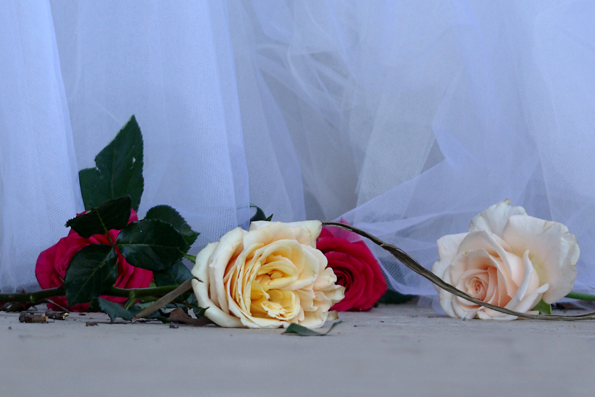Scattered roses