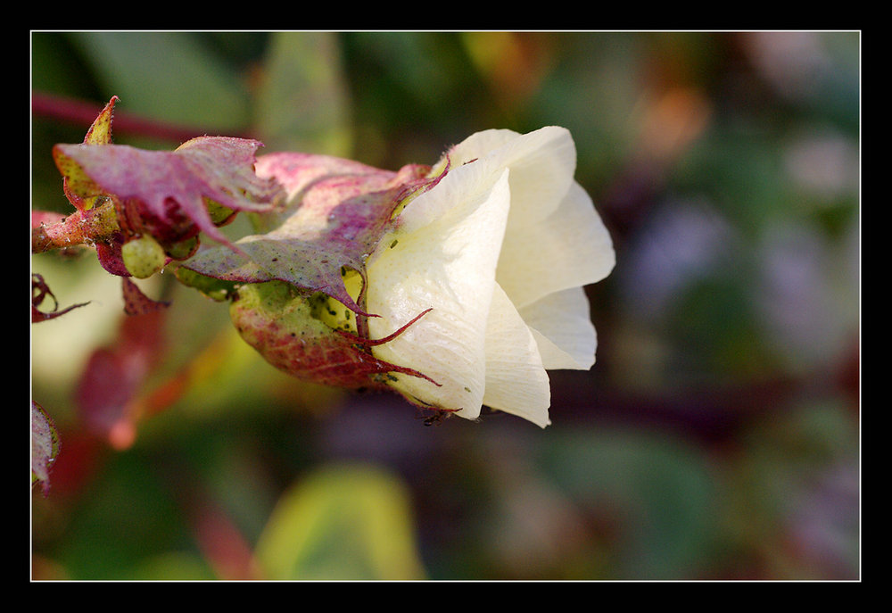a flower