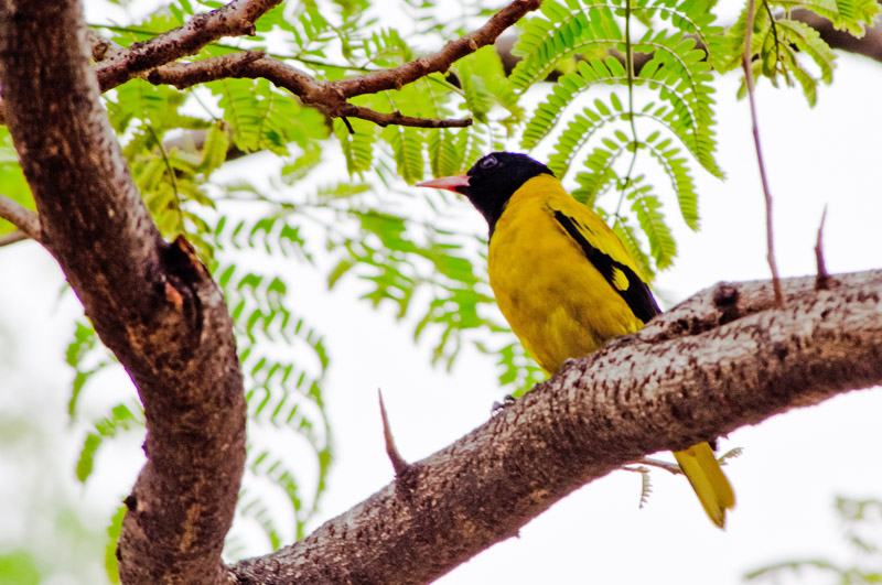 Black Hooded Oriole (Oriolus xanthornus)