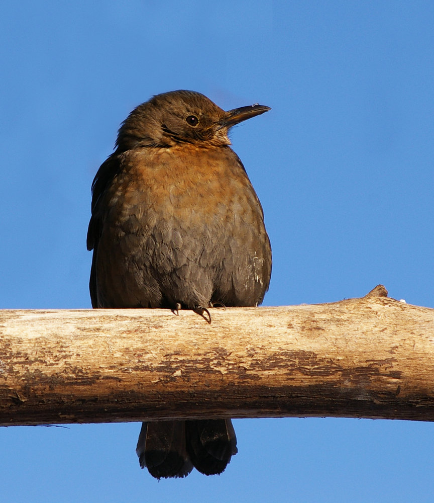 Blackbird (female)