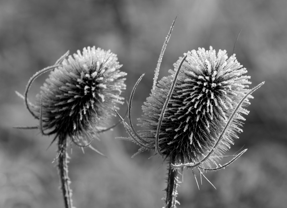 Frozen teasles