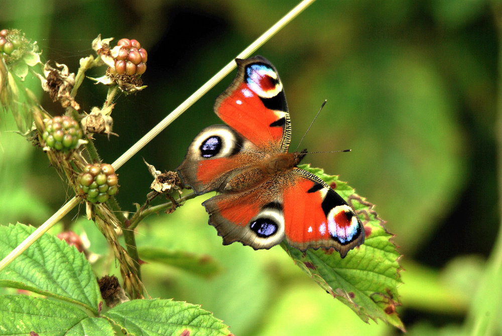 Peacock