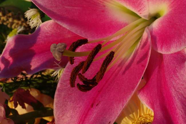 Pink Lily