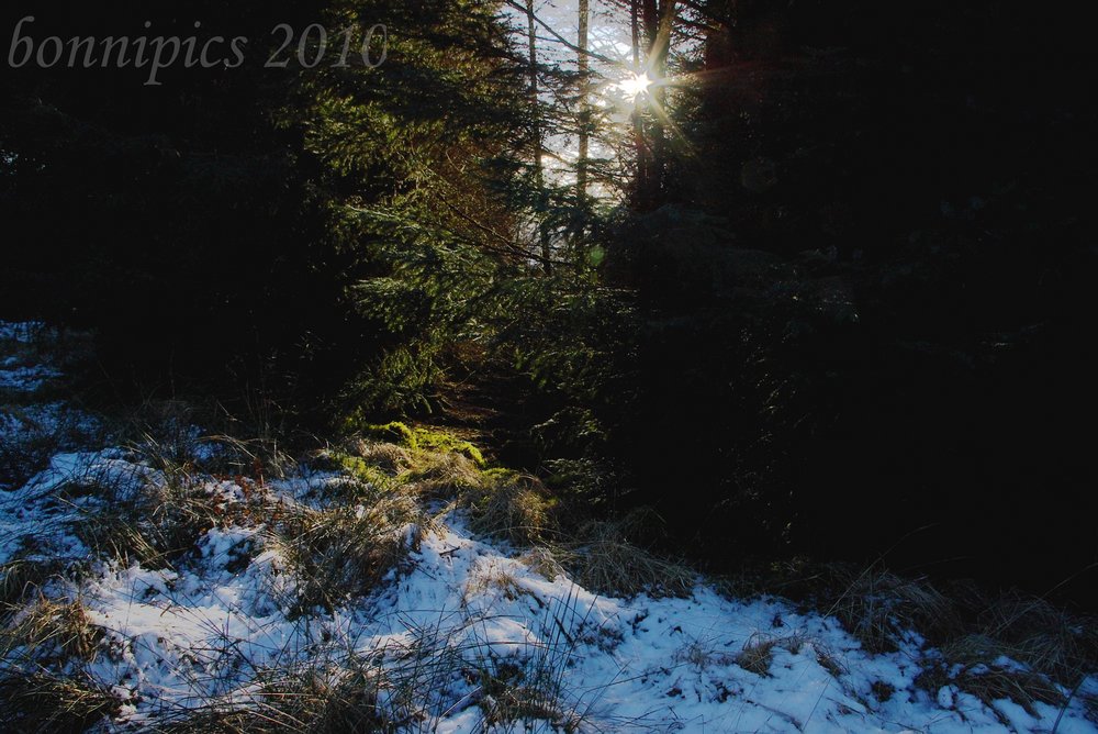 Sun Thru the Dense Forest