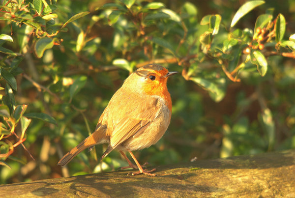 A Robins Canopy
