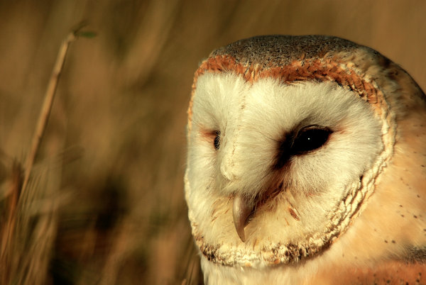 Barny's Beak