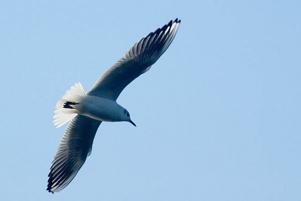 Black Headed Gull in winter plumage