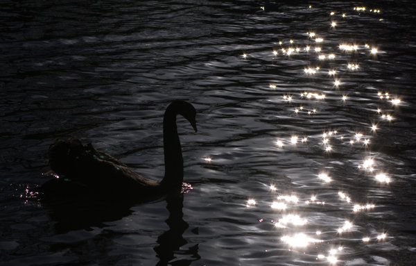 Black swan