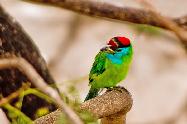 Blue Throated Barbet (Megalaima asiatica)