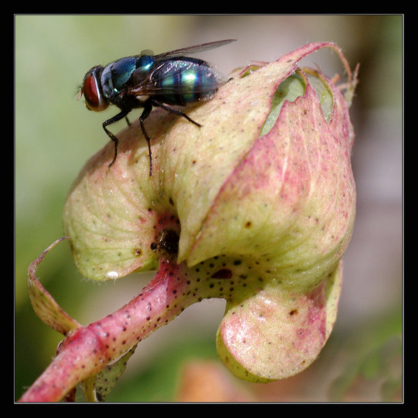 Bluebottle