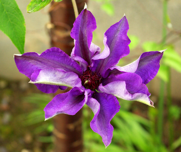 Clematis
