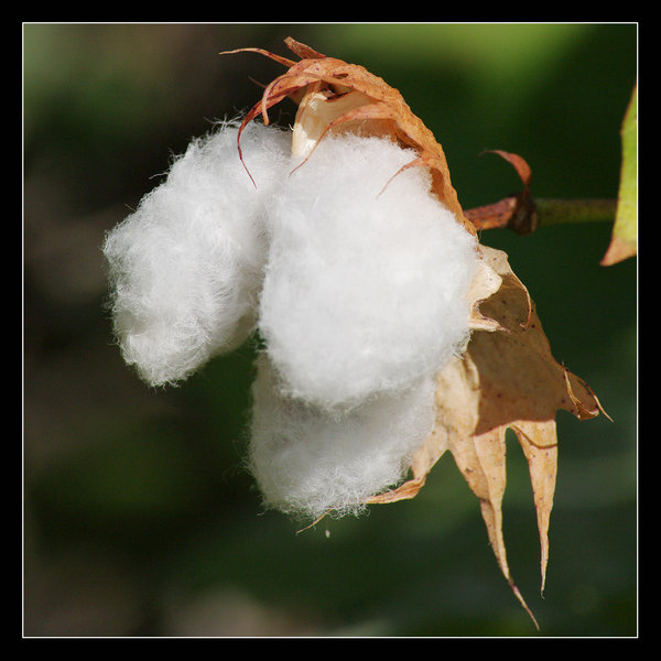 cotton