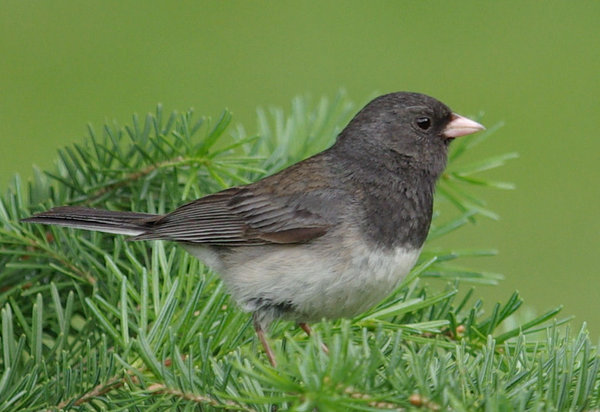 Dark-Eyed Junco