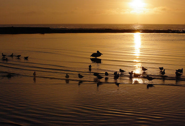 Dawn Birds