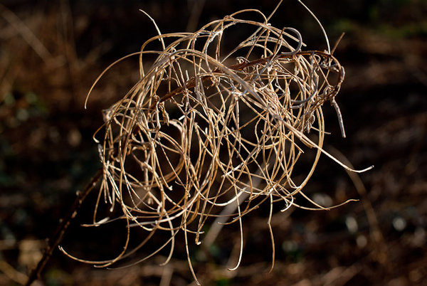 Dead Plant Closeup