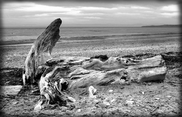 Driftwood