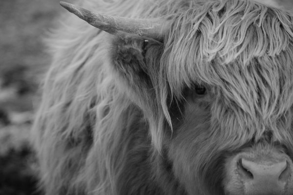Highland frames