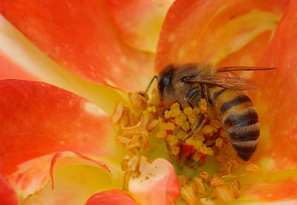 Honey in the making