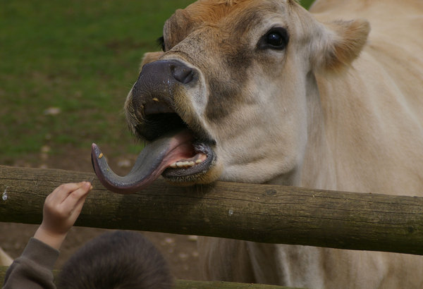 Hungry cow