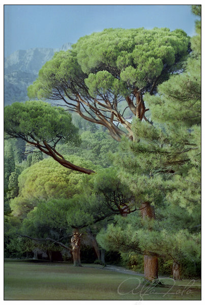 italian pines